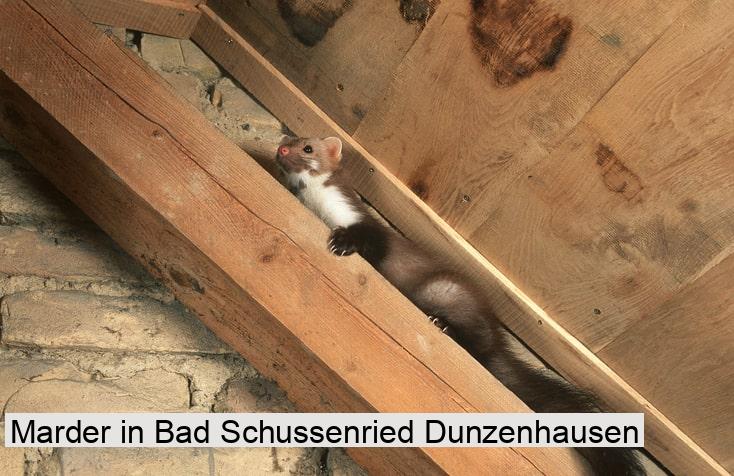 Marder in Bad Schussenried Dunzenhausen